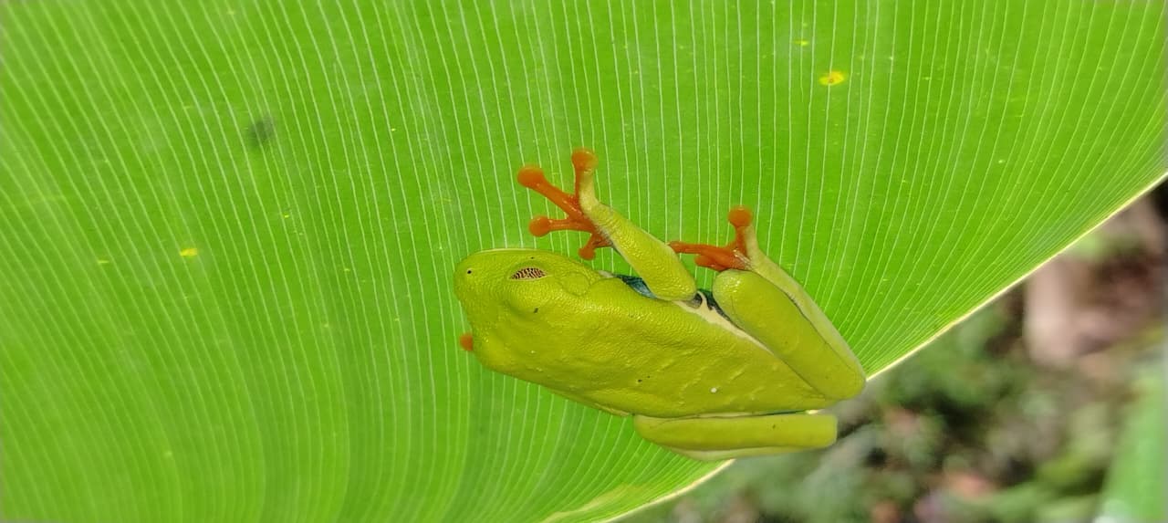 Naturaleza de Costa Rica
