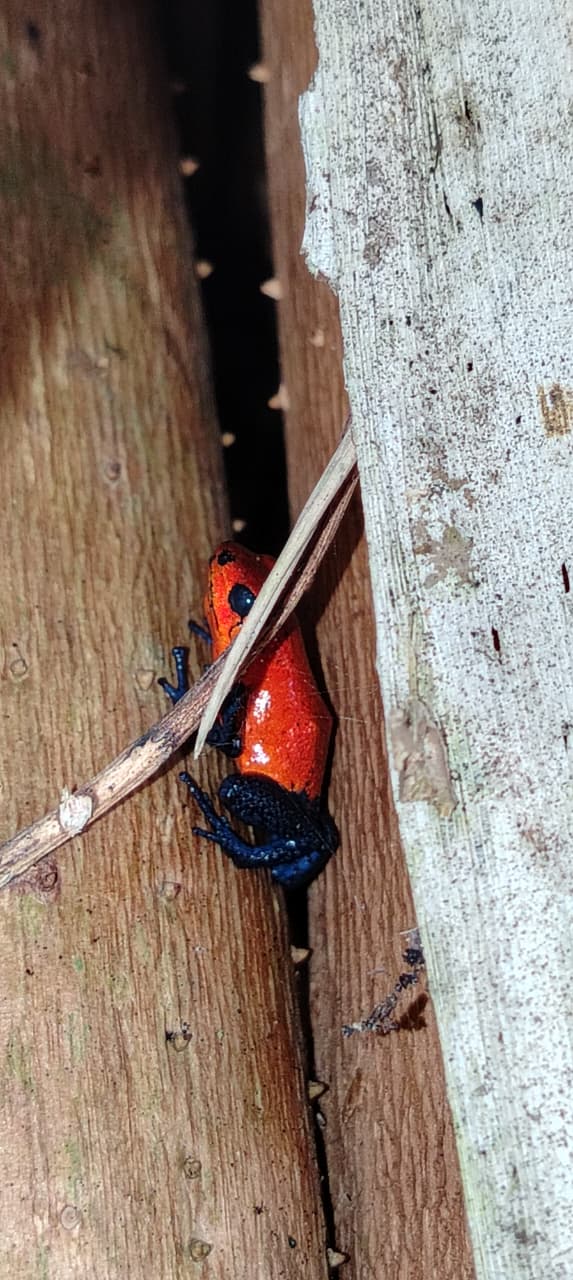 Vida silvestre del bosque