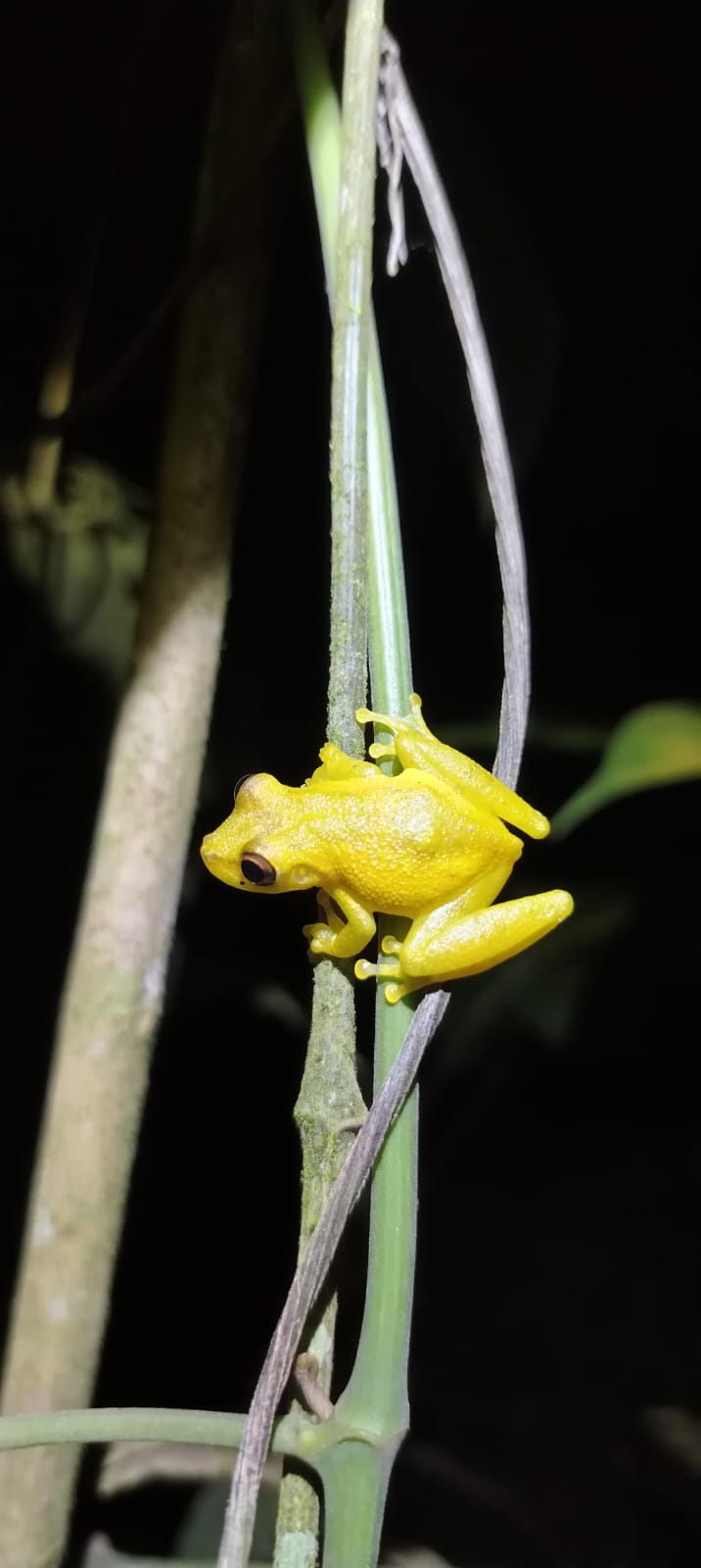 Rana nativa de Costa Rica